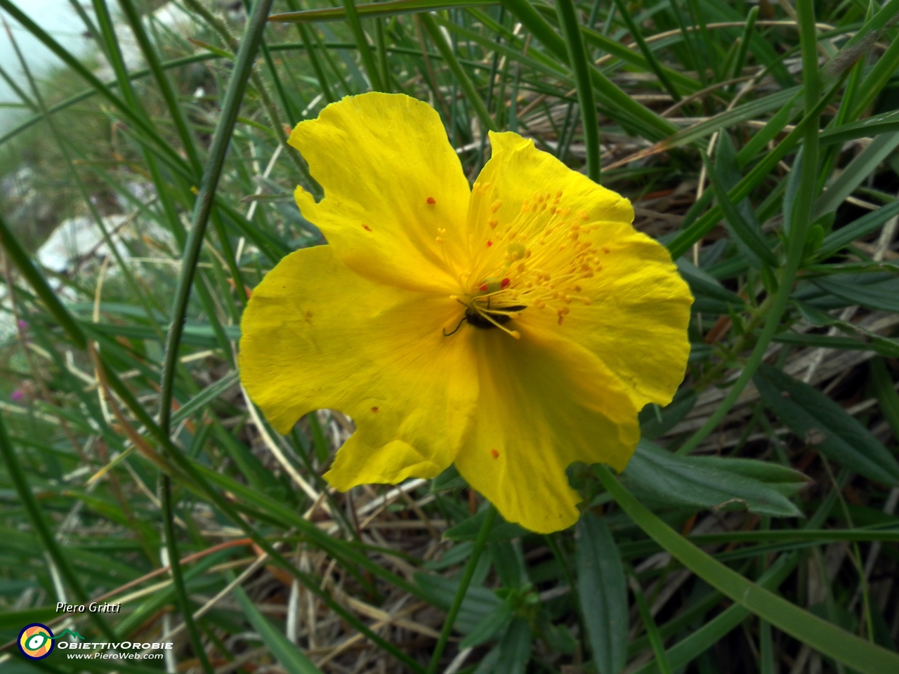 22 Papavero dorato (Papaver aurantiacum).JPG